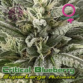 Superlarge Critical Blueberry Autoflowering Hanf Samen