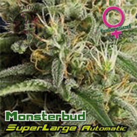 Superlarge Monsterbud Autoflowering Hanf Samen