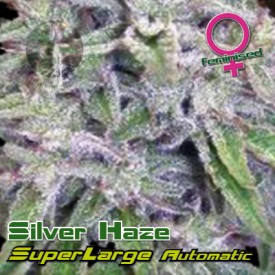 Superlarge Silver Haze Autoflowering Hanf Samen
