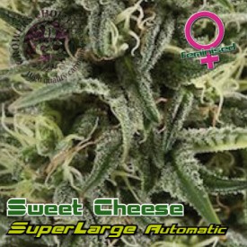 Superlarge Sweet Cheese Autoflowering Hanf Samen