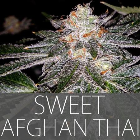 Sweet Afghan Thai Hanf Samen