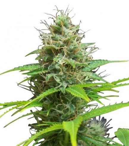 Sweet Candy Autoflowering Hanf Samen