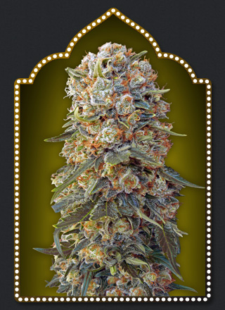 Sweet Critical Hanf Samen