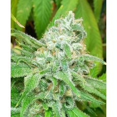 Sweet Pink Grapefruit BX Hanf Samen