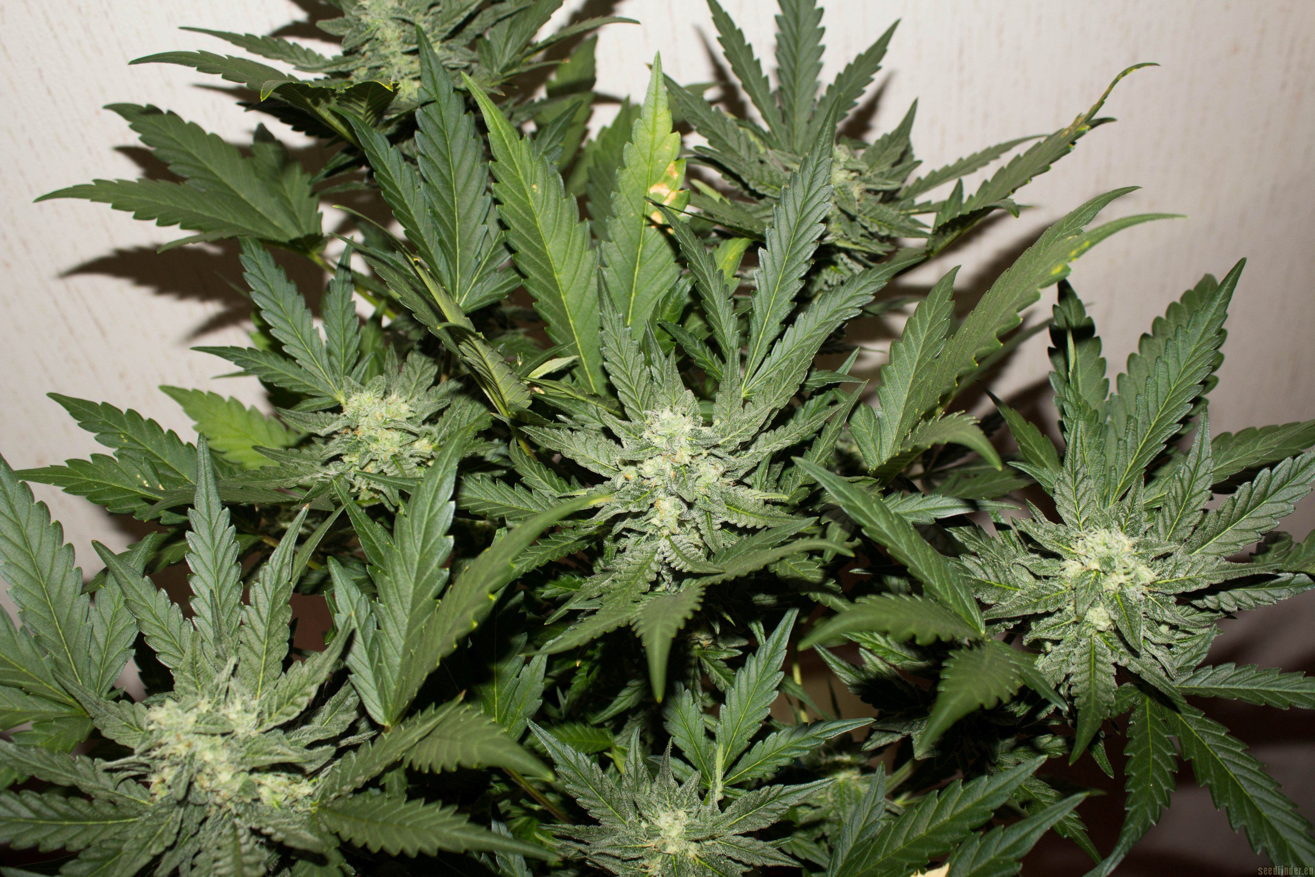 Sweet Skunk Auto Hanf Samen