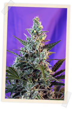 Sweet Skunk F1 Fast Version Hanf Samen