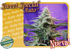 Sweet Special Auto Hanf Samen