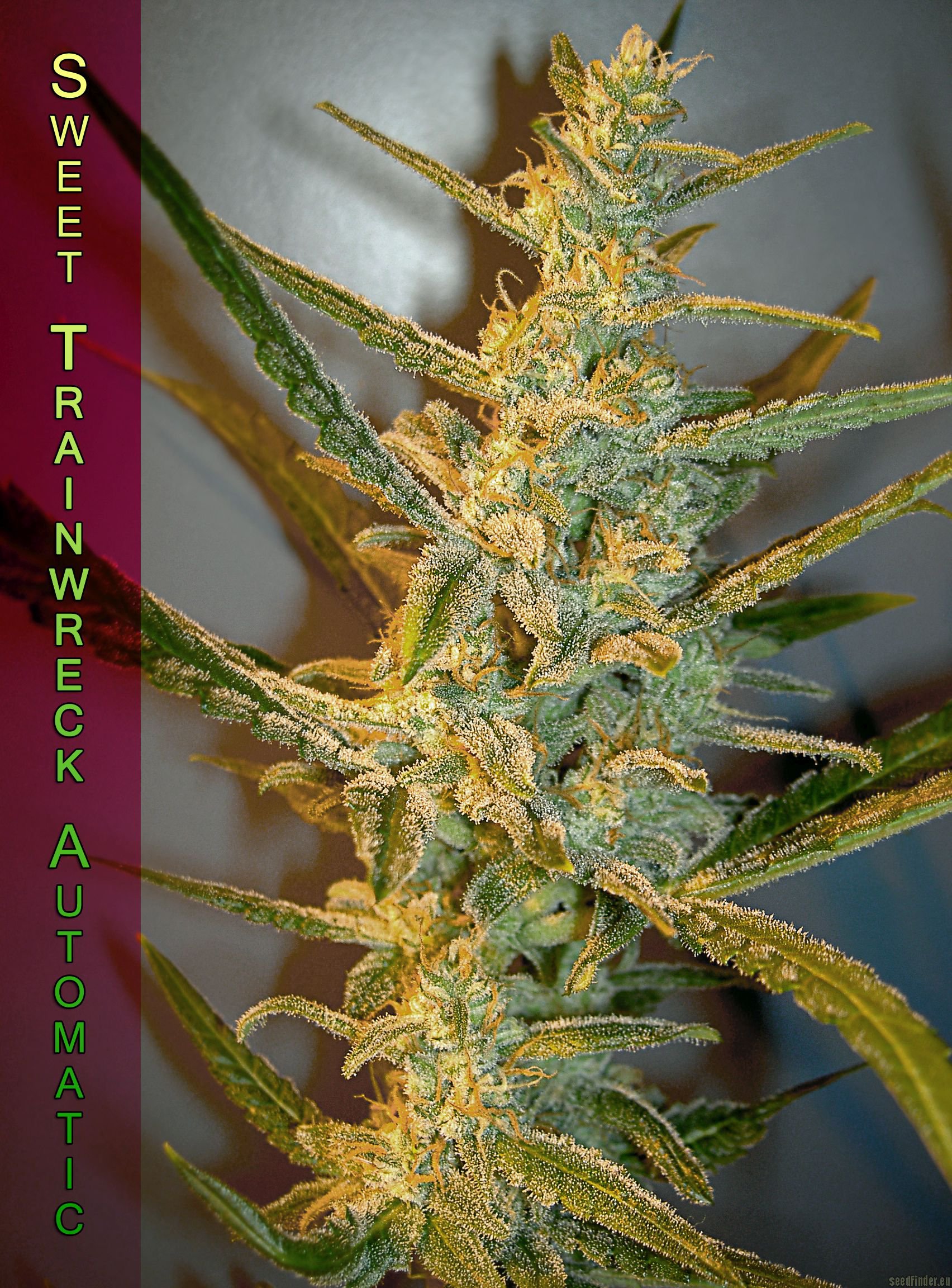 Sweet Trainwreck Auto Hanf Samen