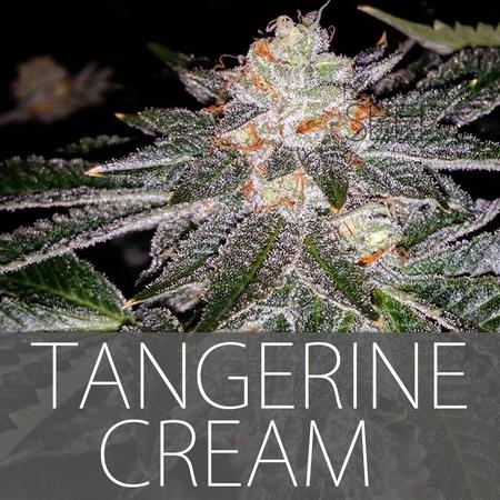 Tangerine Cream Hanf Samen