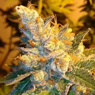Tangie Cake Hanf Samen