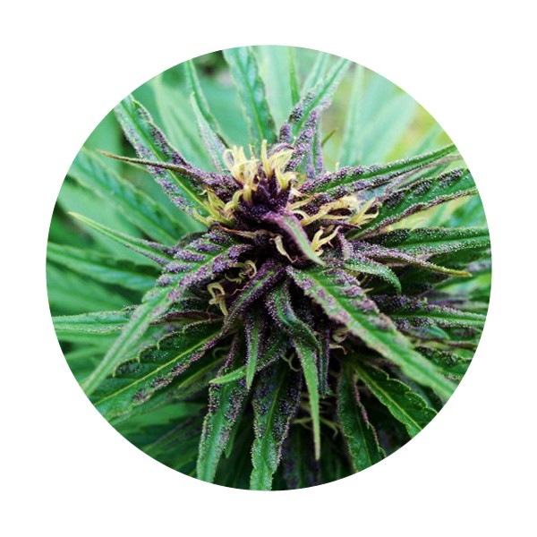 Tao Purple Hanf Samen