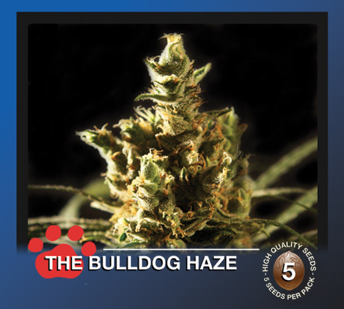 The Bulldog Haze Hanf Samen