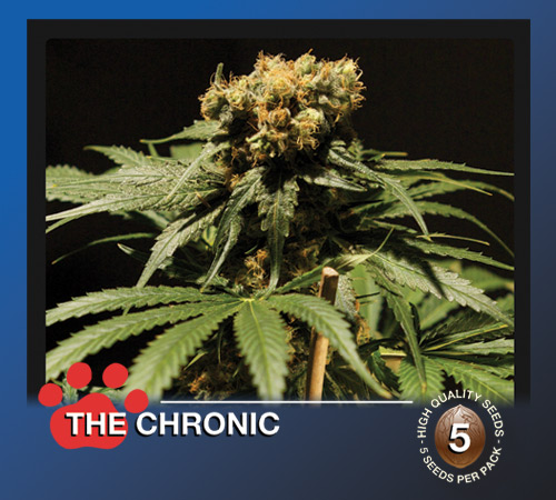 The Chronic Hanf Samen