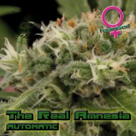 The Real Amnesia Autoflowering Hanf Samen