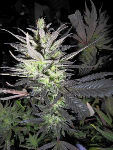 Thunderbud Haze Hanf Samen