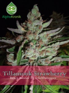 Tillamook Strawberry Hanf Samen