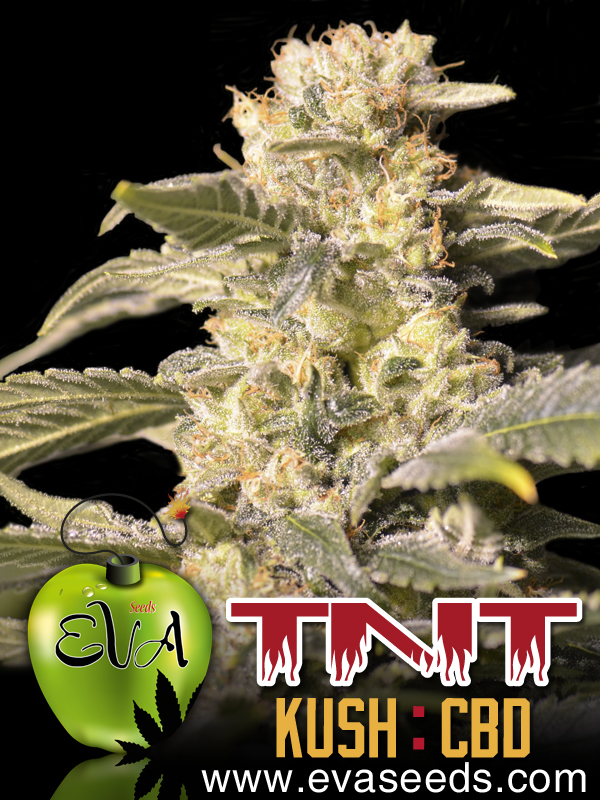 TNT Kush CBD Hanf Samen