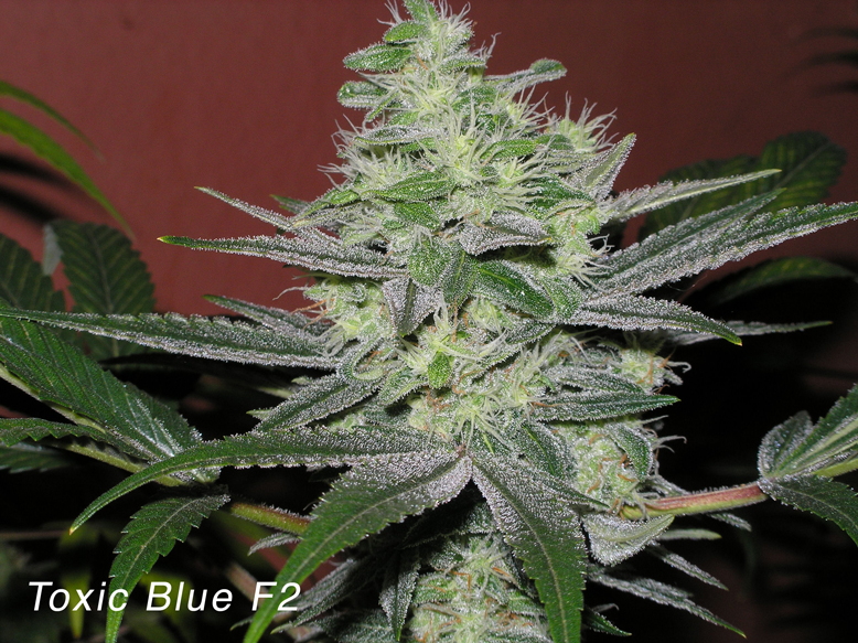 Toxic Blue Hanf Samen