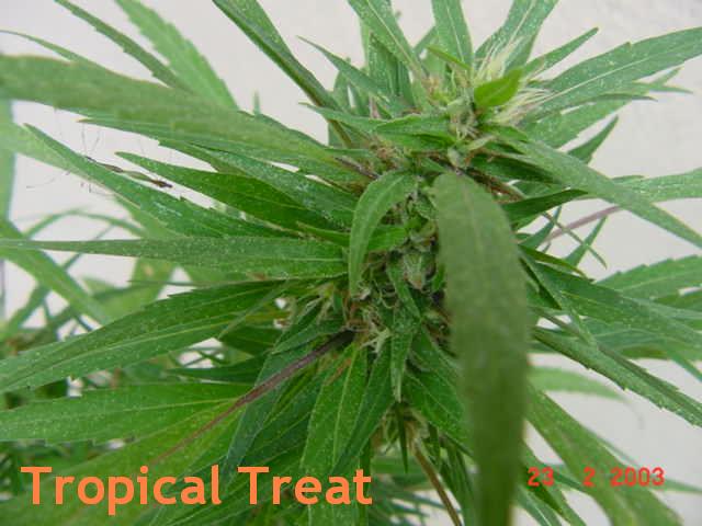 Tropical Treat Special Hanf Samen