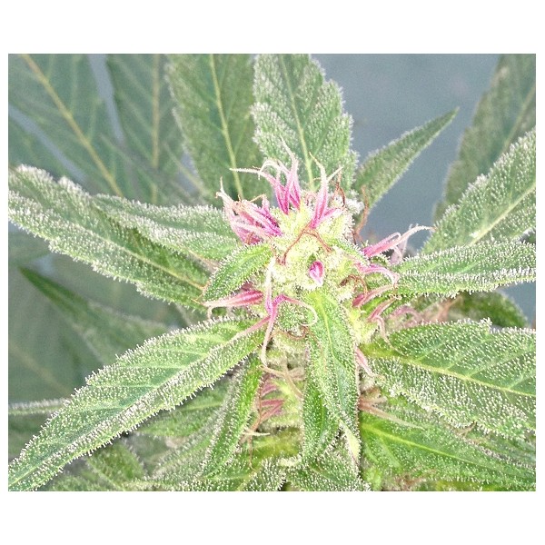 U - Pink Kush Hanf Samen