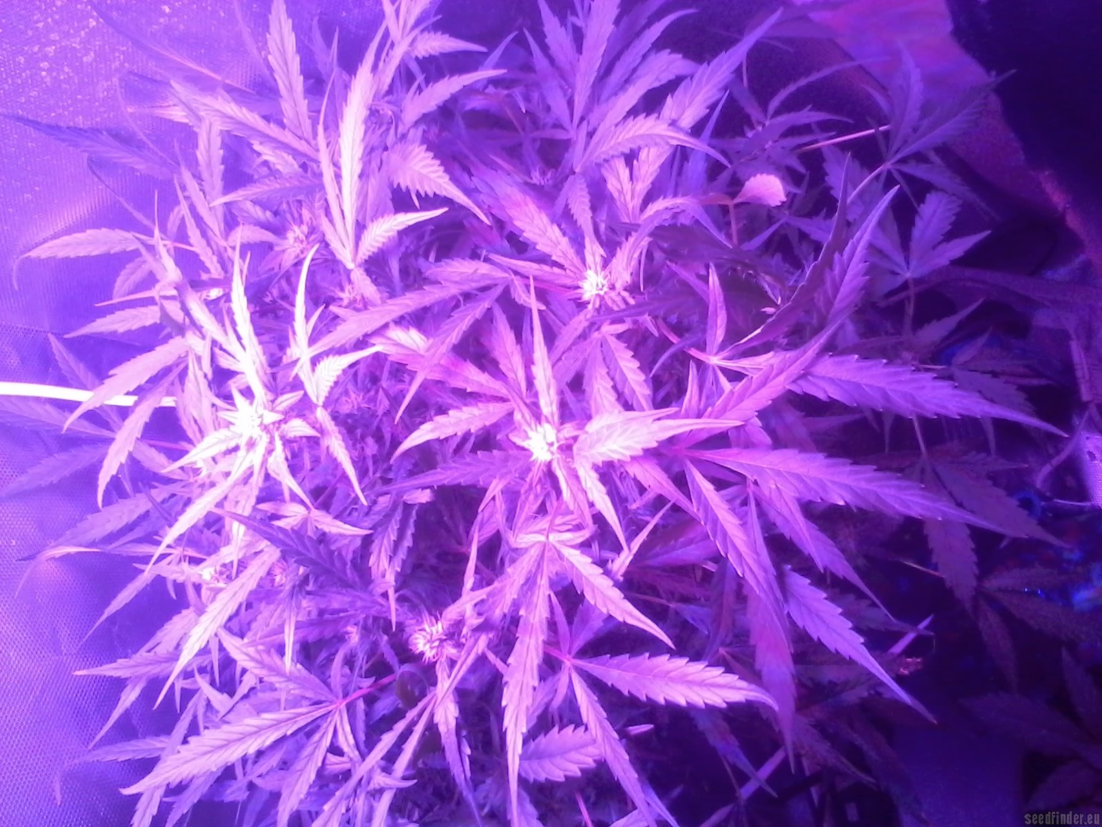 Ultraviolet Hanf Samen