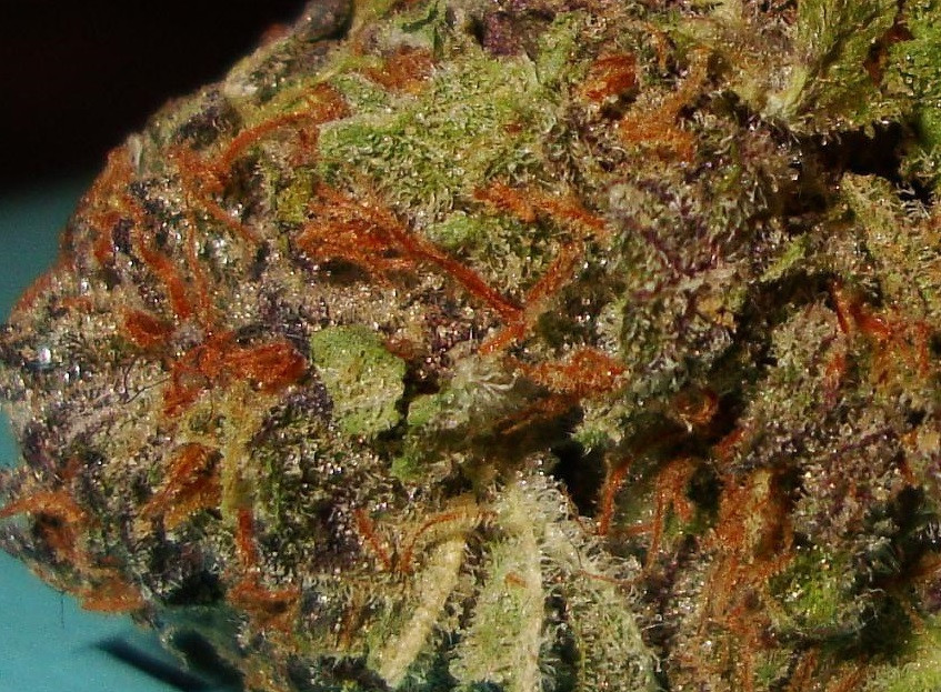 Urkle Berry II Hanf Samen