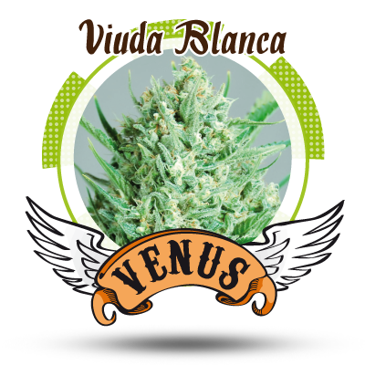 Viuda Blanca Hanf Samen