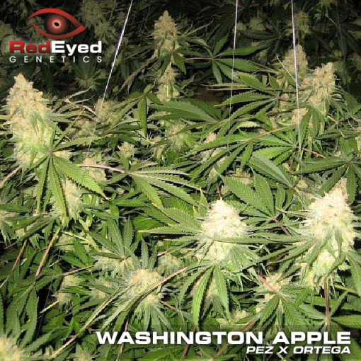 Washington Apple Hanf Samen