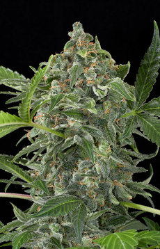 White Cheese Autoflowering Hanf Samen