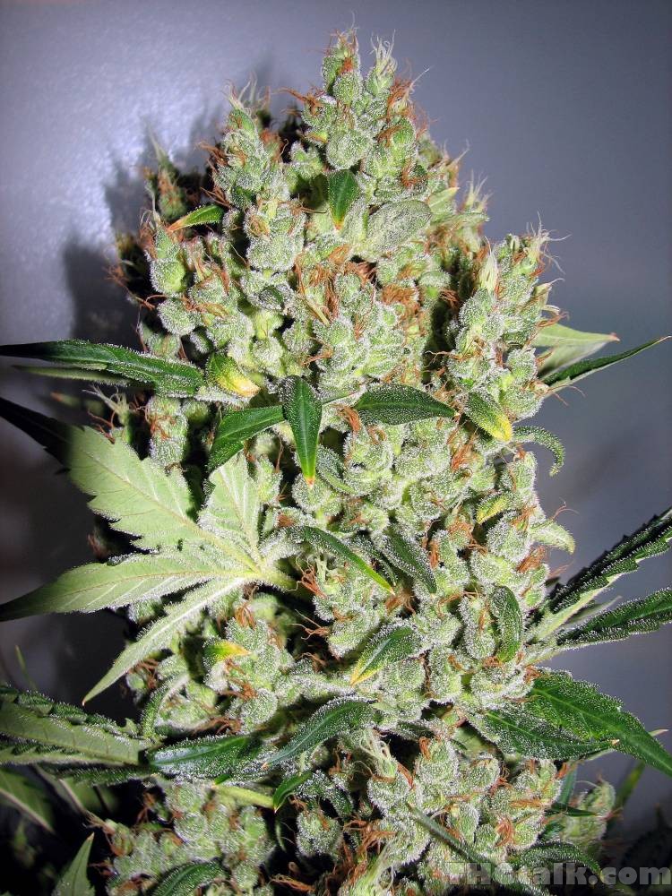 White Diesel Hanf Samen