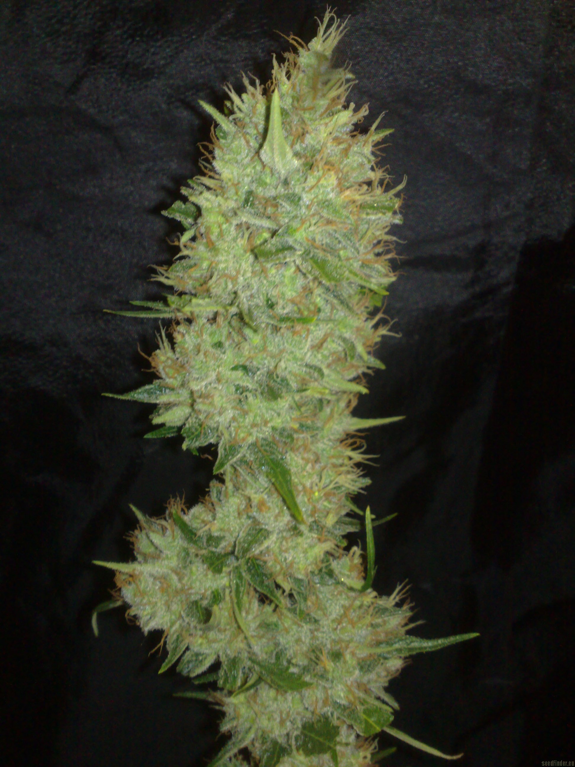 White Label Jack Herer Hanf Samen