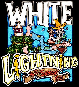 White Lightning Hanf Samen