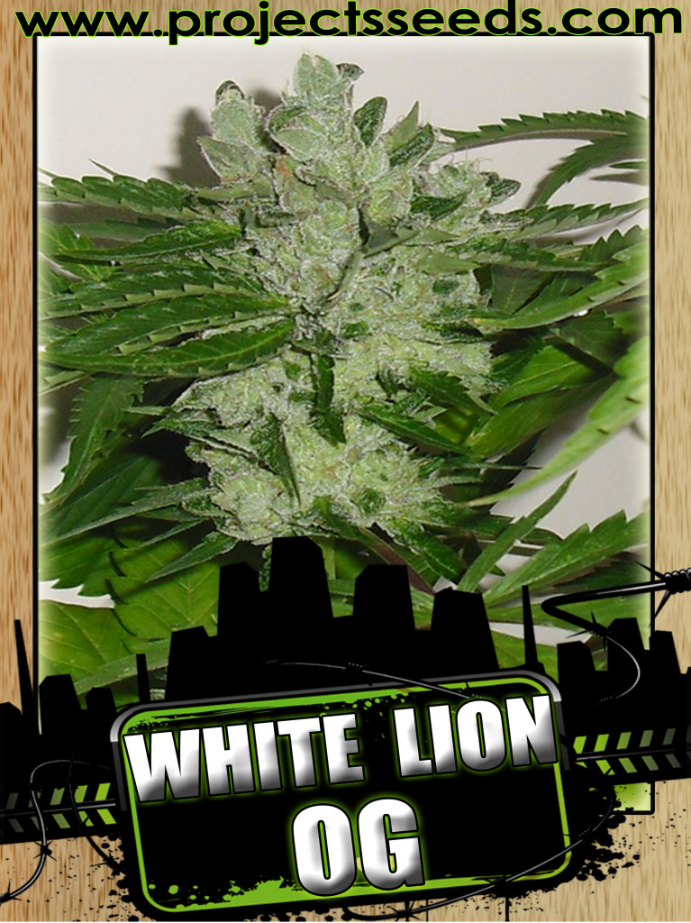 White Lion OG Hanf Samen