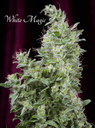 White Magic Hanf Samen