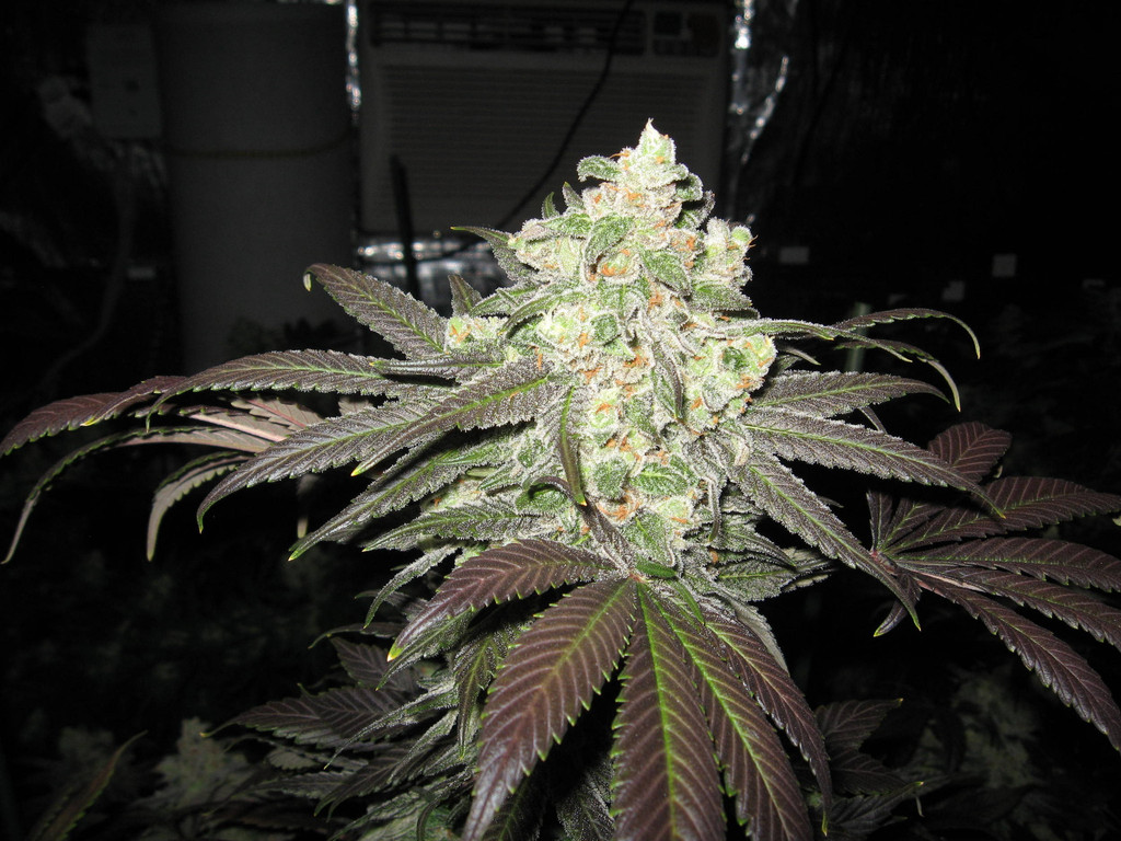 White Super Skunk Hanf Samen