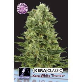 White Thunder Hanf Samen