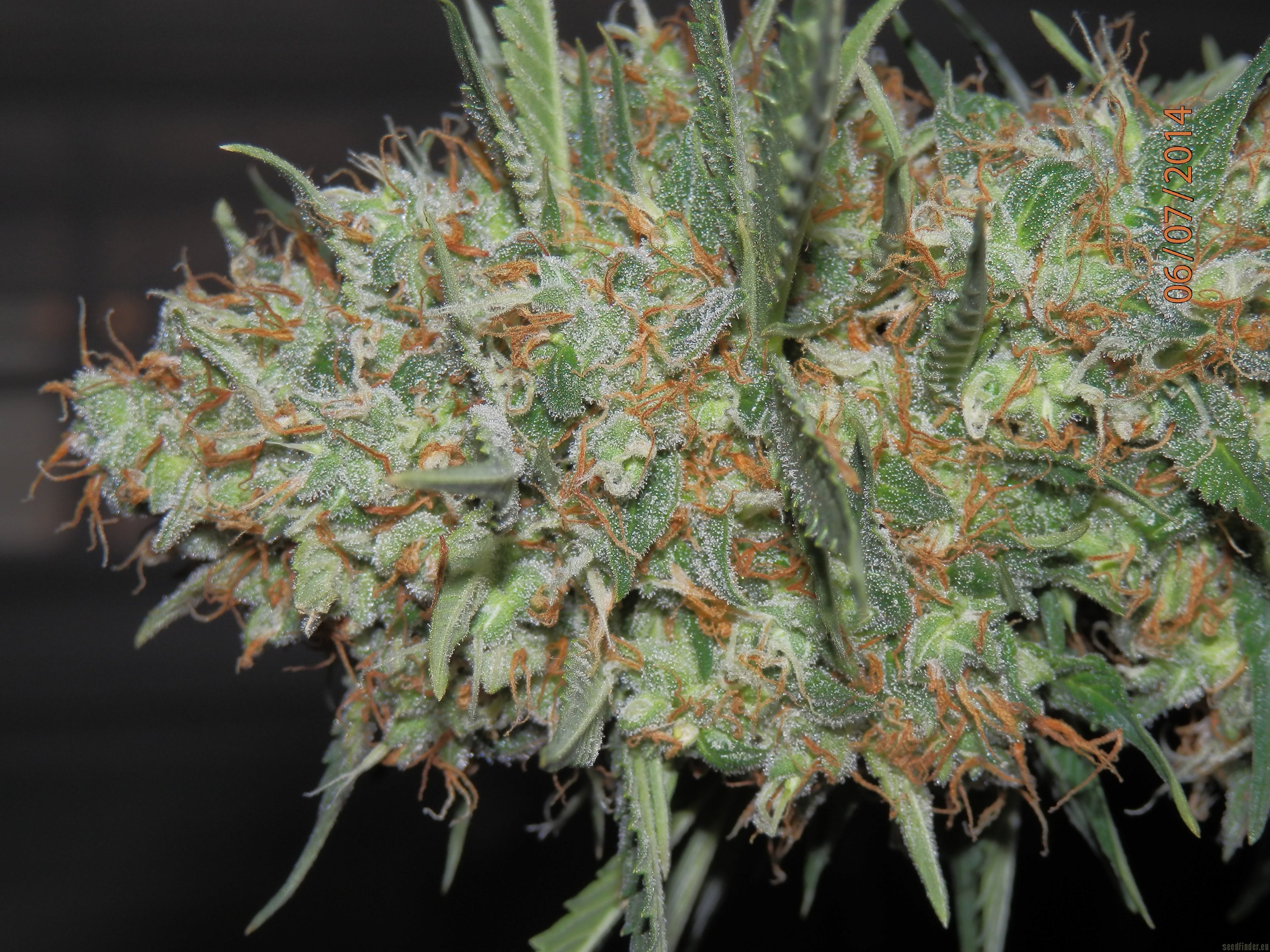 White Widow Autoflowering Hanf Samen