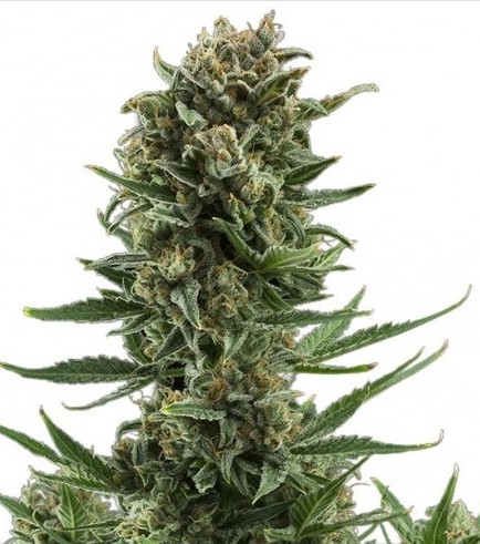 White Widow Autoflowering Hanf Samen