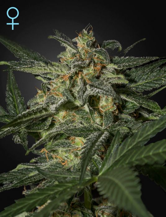 White Widow Automatic CBD Hanf Samen