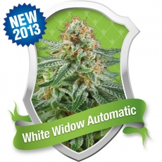 White Widow Automatic Hanf Samen