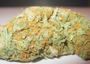 White Widow Bubble Hanf Samen