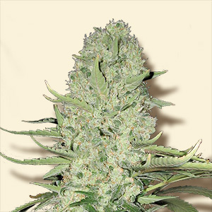 White Widow Hanf Samen