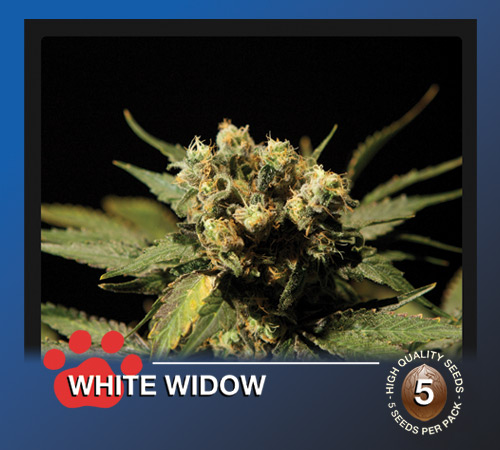 White Widow Hanf Samen