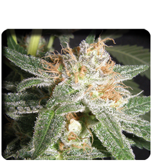 White Widow Hanf Samen