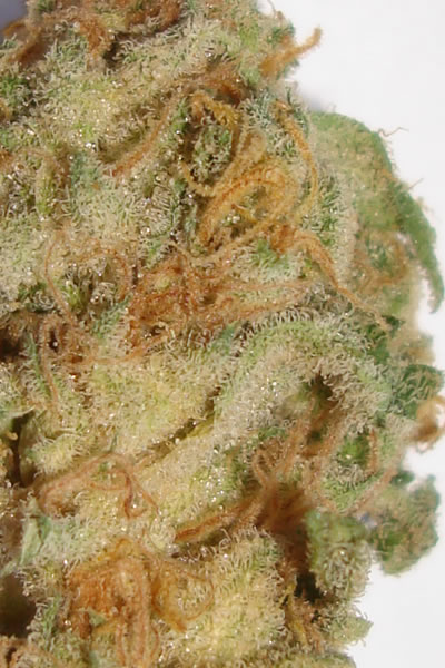 White Widow Hanf Samen