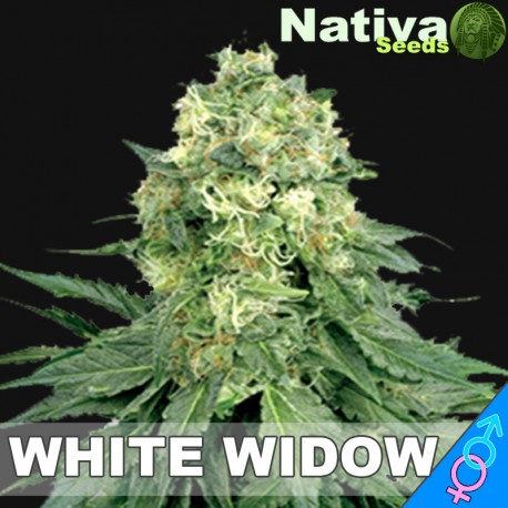 White Widow Hanf Samen