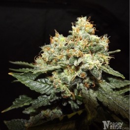 White Widow Hanf Samen