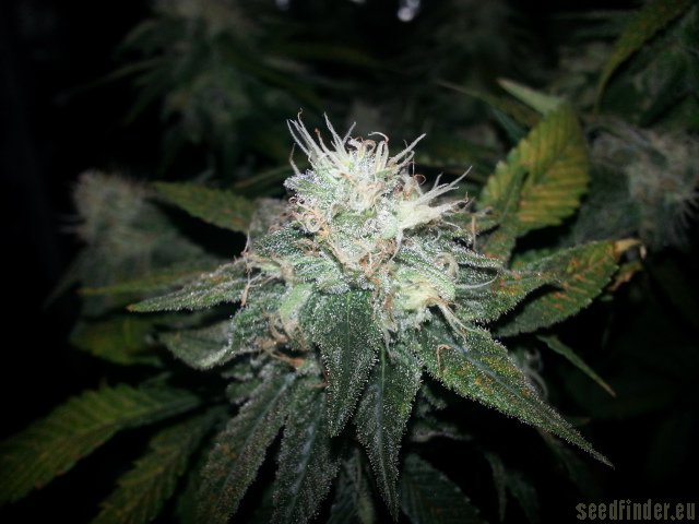 White Widow x Critical Hanf Samen