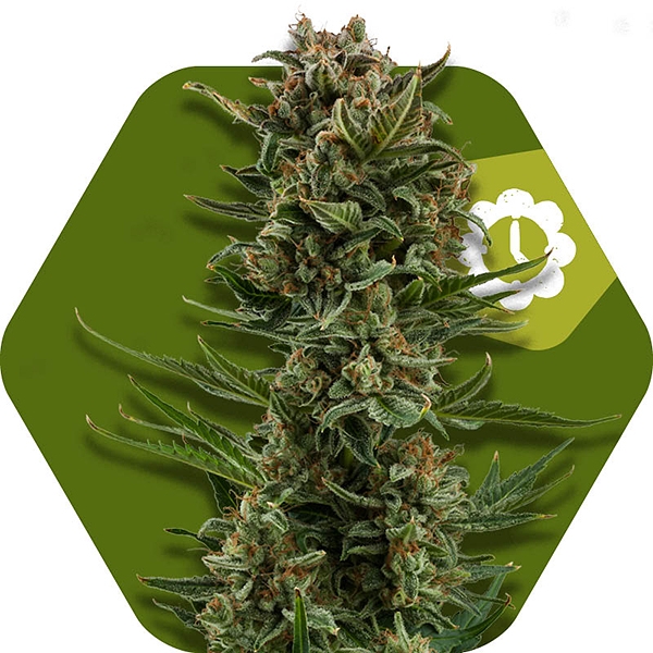 White Widow XL Automatic Hanf Samen