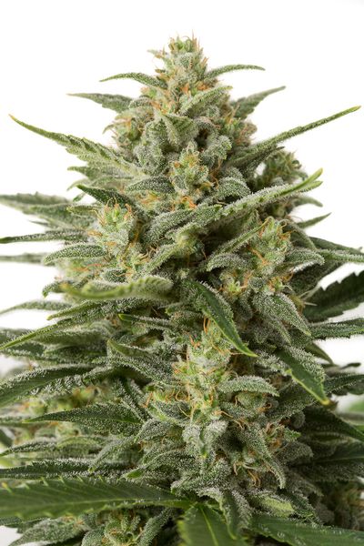 White Widow XXL Autoflowering Hanf Samen